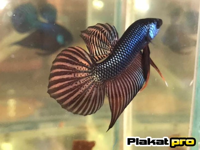 betta smaragdina copper