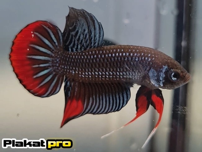 gray betta imbellis