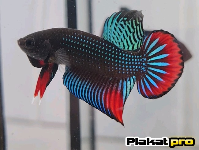 betta siamorientalis